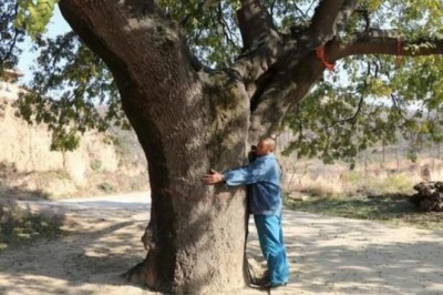 Bí ẩn cây cổ thụ 400 năm, chữa được nhiều bệnh cho dân làng