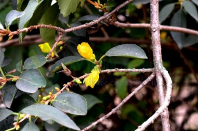 Cây Kiều Kiều (Forsythia suspensa Vahl.)