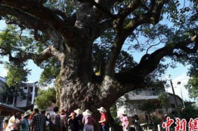 Bức tượng Phật nằm trong hốc cây long não hơn 1.000 năm tuổi