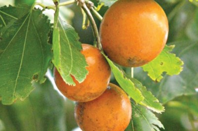 Thảo dược có độc tính và cách giải cứu