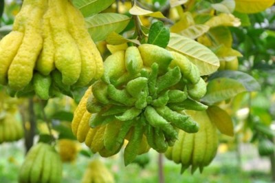 Quả phật thủ - vị thuốc Đông y mang lại nhiều lợi ích cho sức khỏe