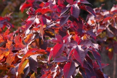 Cây sau sau - vị thuốc quý bị nhầm phong lá đỏ ở Việt Nam