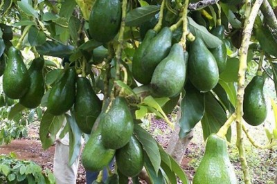 Nguyên nhân gây rụng quả Bơ và cách chăm sóc để Bơ hạn chế rụng trái