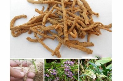 Bài thuốc đông y hay chữa mất ngủ