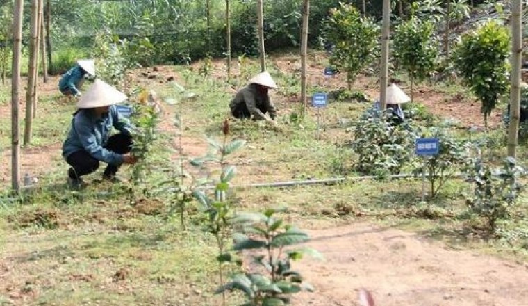 Đánh thức tiềm năng vùng dược liệu Sóc Sơn