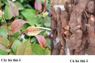 Hà thủ ô đỏ - đen tóc, đẹp da, tốt cho sức khỏe