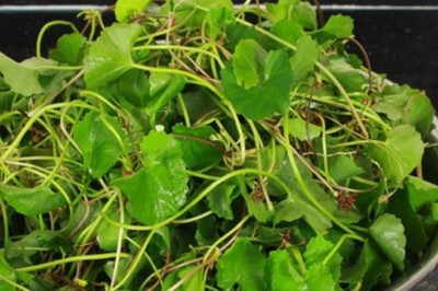 Rau má - loài 'rau dại' mang lại nhiều lợi ích thần kỳ cho sức khỏe