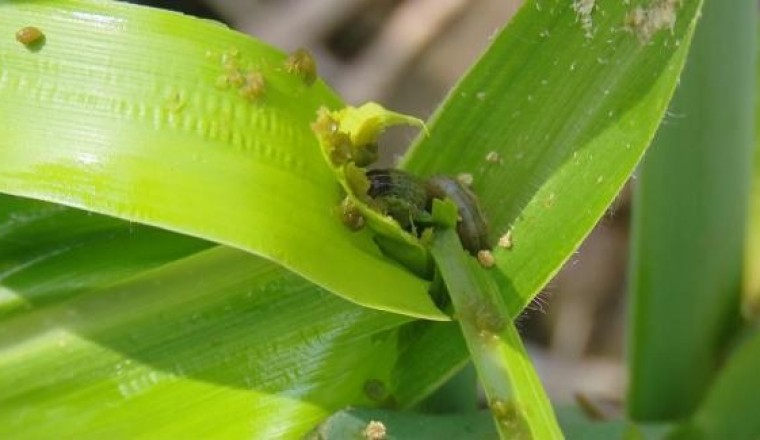 Sâu keo mùa thu nỗi ám ảnh của người nông dân