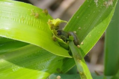 Sâu keo mùa thu nỗi ám ảnh của người nông dân