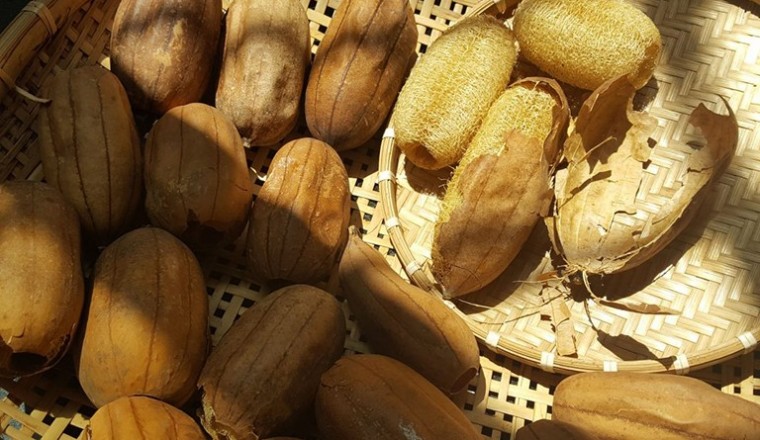 Những công dụng chữa bệnh tuyệt vời ít ai ngờ tới của xơ mướp