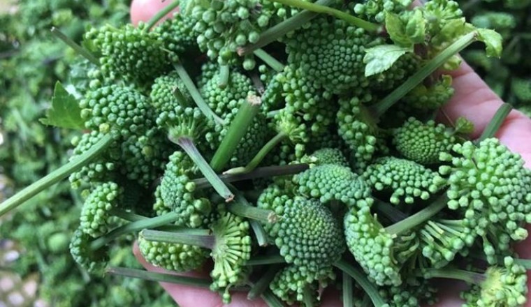 Nụ hoa tam thất - không chỉ là dược liệu quý cho bệnh mất ngủ