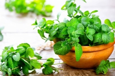 Rau húng - thần dược cho sức khỏe mà ít ai ngờ tới