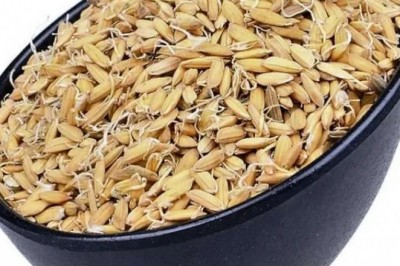 Mầm lúa - vị thuốc Đông y kiện tỳ, dưỡng vị