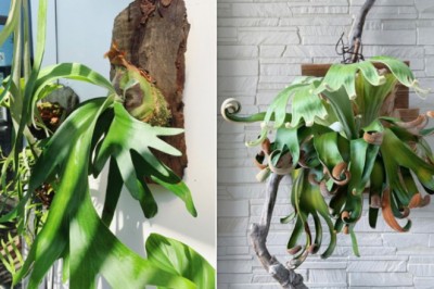 Cây kiểng lá - thú chơi đắt đỏ mới của người Việt