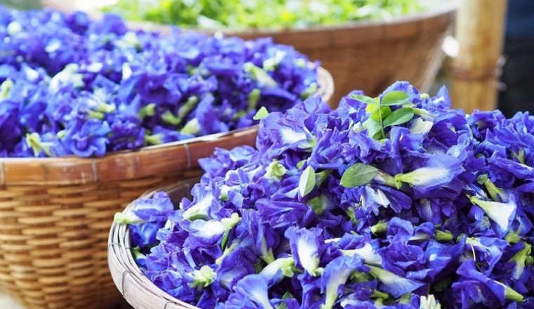 Cơn sốt 'thần dược' hoa đậu biếc và lợi bất cập hại khi thiếu hiểu biết