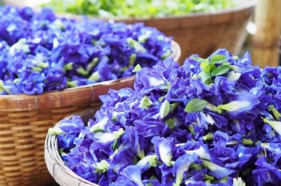 Cơn sốt 'thần dược' hoa đậu biếc và lợi bất cập hại khi thiếu hiểu biết