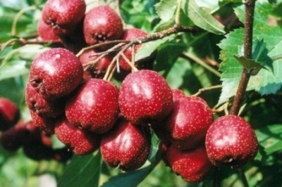 Sơn tra là quả gì, mang lại tác dụng gì cho sức khỏe?