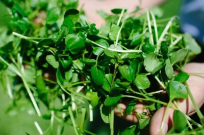 Rau cải xoong mang lại những lợi ích gì cho sức khỏe?