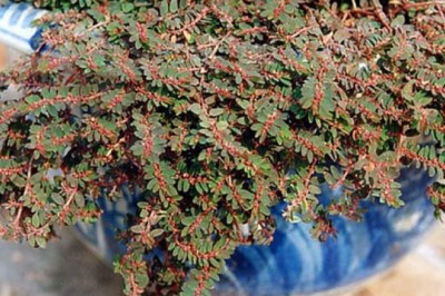 Bài thuốc cổ truyền trị mẩn ngứa ngoài da