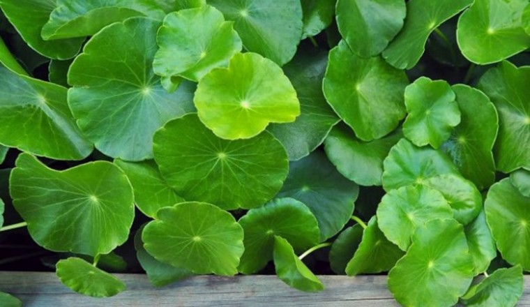 Những tác dụng phụ từ rau má, ngải cứu vô cùng nguy hại mà ít ai biết tới