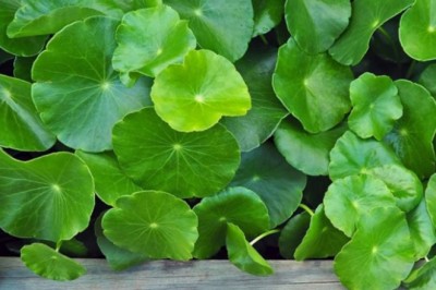 Những tác dụng phụ từ rau má, ngải cứu vô cùng nguy hại mà ít ai biết tới