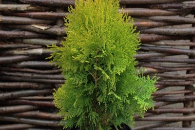 Trắc bá diệp - cây cảnh đẹp, cây thuốc quý