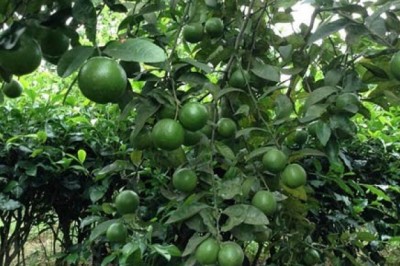 Bài thuốc chống viêm, giảm ho từ cây chanh