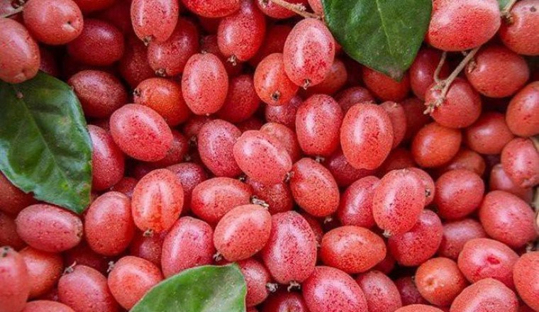 Công dụng chữa bệnh ít ai biết đến của lá nhót, quả nhót