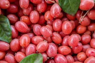 Công dụng chữa bệnh ít ai biết đến của lá nhót, quả nhót