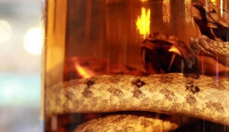 Rắn độc ngâm rượu đã được một năm vẫn sống dậy cắn thẳng tay người mở bình