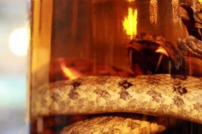 Rắn độc ngâm rượu đã được một năm vẫn sống dậy cắn thẳng tay người mở bình
