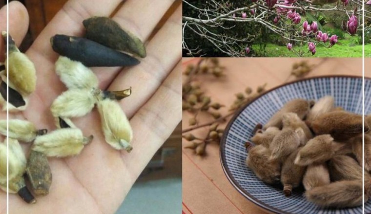 Tân di trị cảm mạo, ho, nghẹt mũi