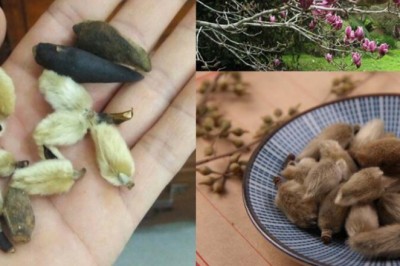 Tân di trị cảm mạo, ho, nghẹt mũi
