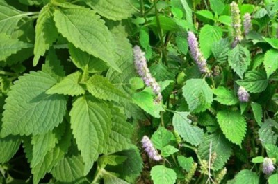 Tác dụng chữa bệnh của rau kinh giới, bạn đã biết chưa?