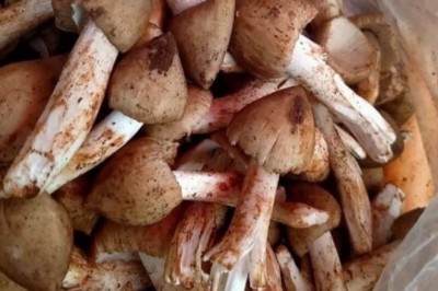 Nấm mối đầu mùa người dân thu hoạch bán cả triệu đồng 1kg