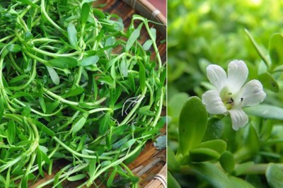 Rau đắng - Vị thuốc phòng và trị nhiều bệnh