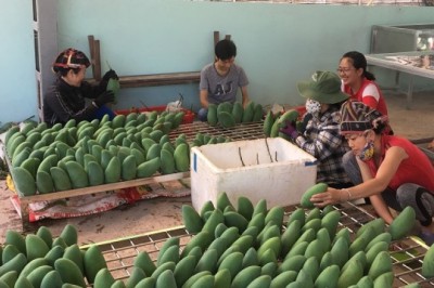 Sơn La xuất khẩu 60 tấn xoài sang Trung Quốc