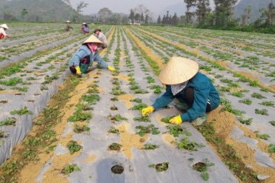 Đến 2025, thuốc sản xuất trong nước đạt 75% số lượng sử dụng Cơ hội cực lớn cho người trồng Dược Liệu