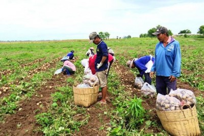 Sắn rớt giá, nông dân thua lỗ nặng