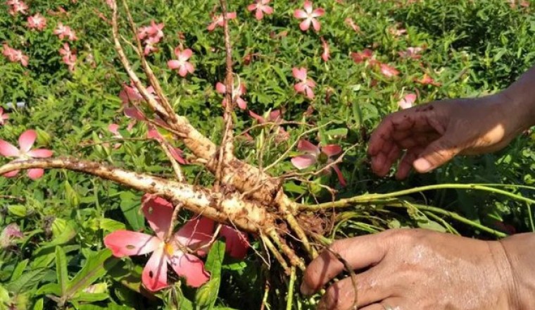Vợ chồng khởi nghiệp từ niềm yêu thích dược liệu quý Sâm Bố Chính