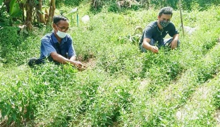 Người Thái tìm mua thảo dược giúp chữa Covid-19