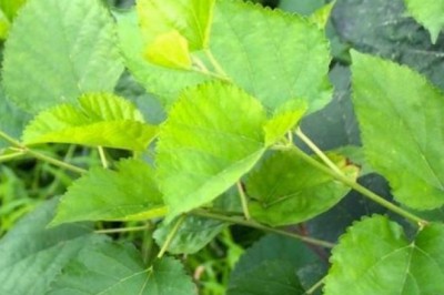 3 cây thuốc Nam cực kỳ dễ kiếm hỗ trợ trị ôn dịch và COVID-19