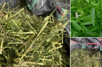 Bộ Y tế quyết định dùng Xuyên tâm liên hỗ trợ điều trị Covid-19