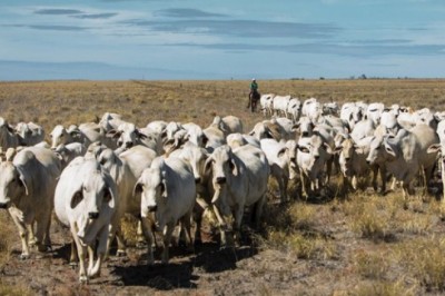 Bò điên diễn biến phức tạp ở Brazil, nhưng doanh nghiệp vẫn nhập khẩu 14.000 con bò về Việt Nam