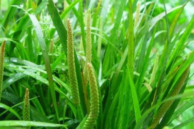 Bài thuốc đông y trị bệnh động kinh