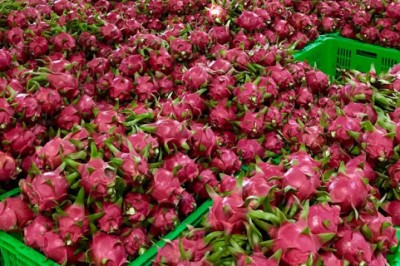 Phát hiện virus SARS-CoV-2 trên bao bì thanh long, Trung Quốc tạm dừng thông quan