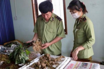 Sâm Ngọc Linh bị làm giả từ giống đến củ