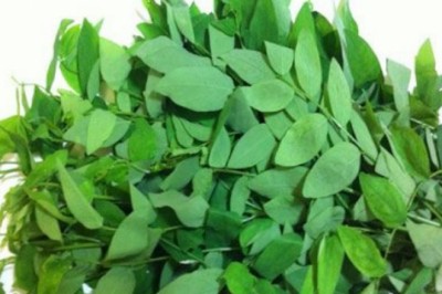 Những thảo dược hỗ trợ giảm tác dụng phụ sau tiêm vaccine Covid