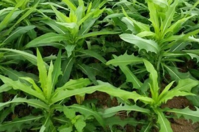 Bài thuốc từ Bồ Công Anh trị bệnh đau dạ dày