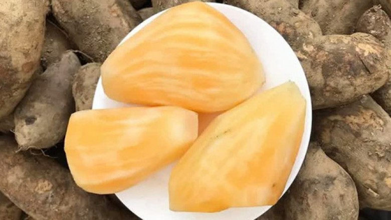Củ sâm đất rất ngon, rất bổ, rất rẻ nhưng nhiều người lại không được phép ăn